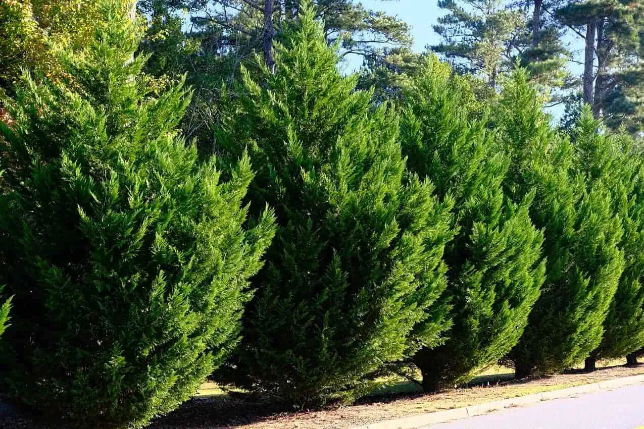 best trees for privacy