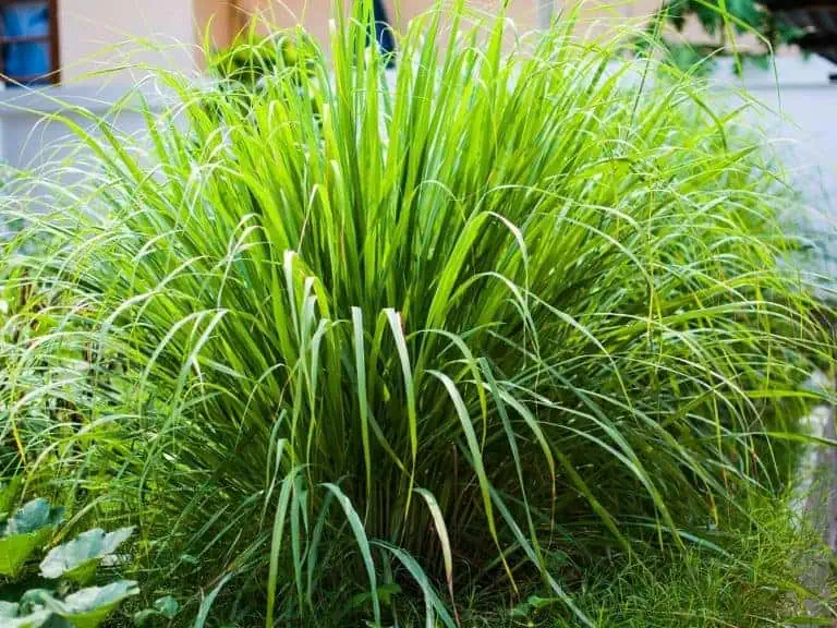 Does Lemongrass Repel Mosquitoes? Here’s What Research Says
