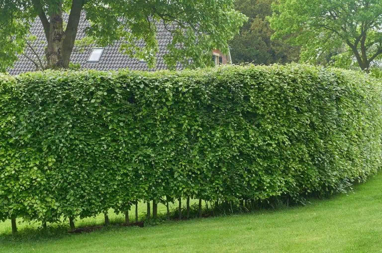 Fast Growing Hedges - European Hornbeam Hedge - Carpinus betulus Featured