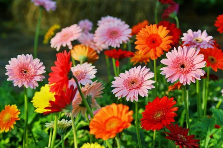 Actionable Tips For Gerbera Daisy Care and Handling