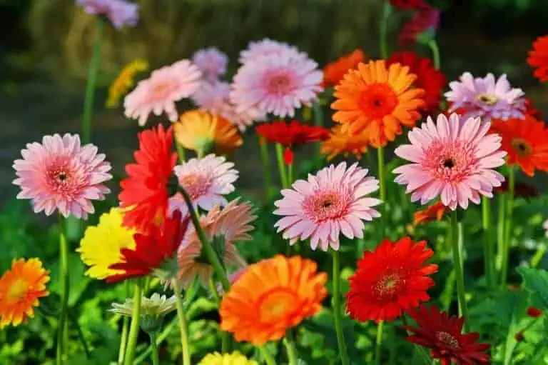 Actionable Tips For Gerbera Daisy Care and Handling