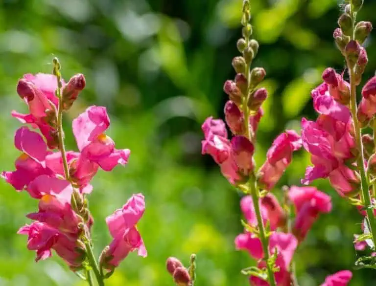 snapdragon care