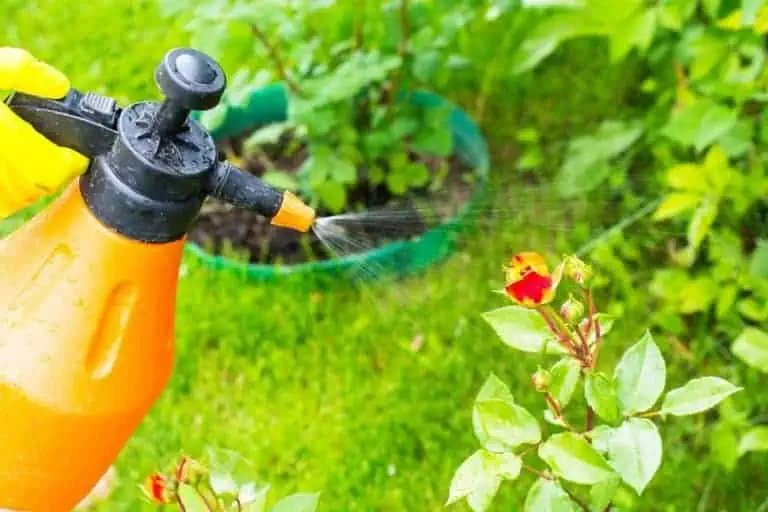Best Vegetable Garden Insect Spray with Spinosad