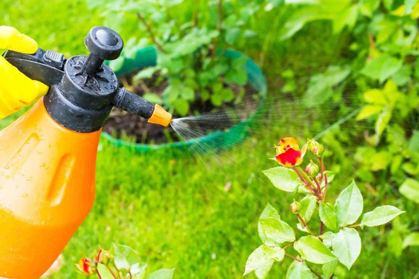 Best Vegetable Garden Insect Spray with Spinosad