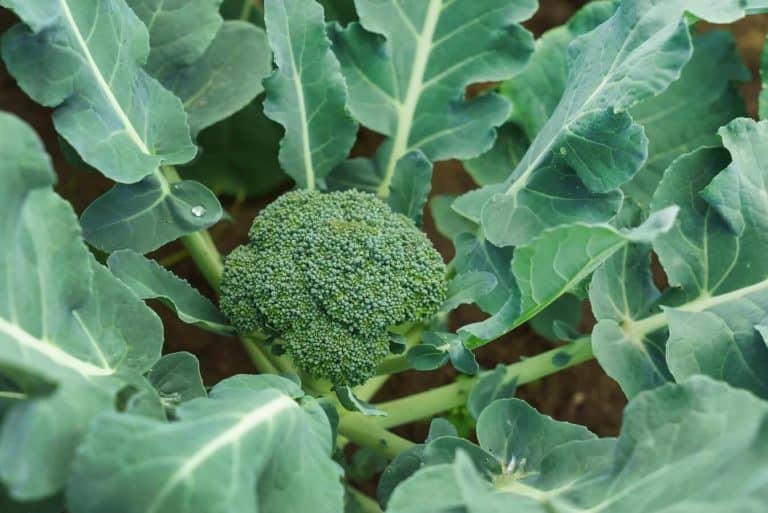 Broccoli Growing - a newly developed broccoli head