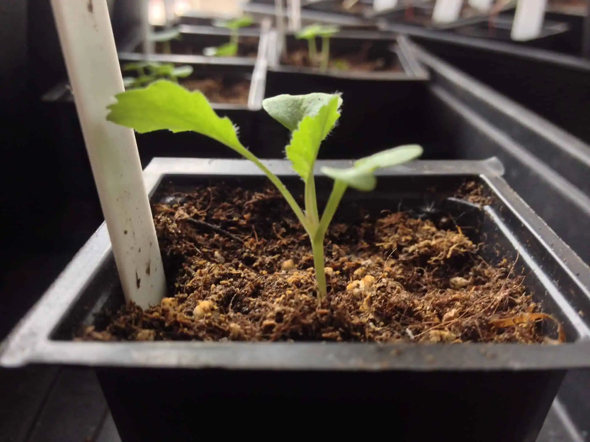 Broccoli growing sprouting (1)