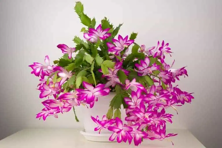 christmas cactus care detailed guide