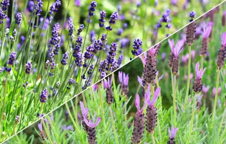 English lavender vs French lavender