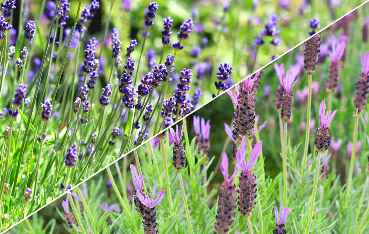 English lavender vs French lavender