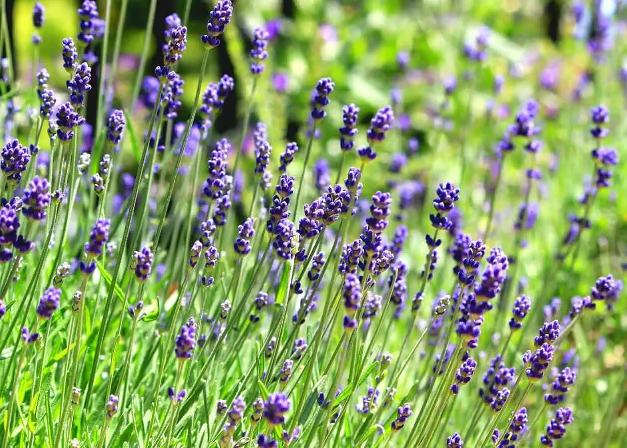 English lavender - comparison