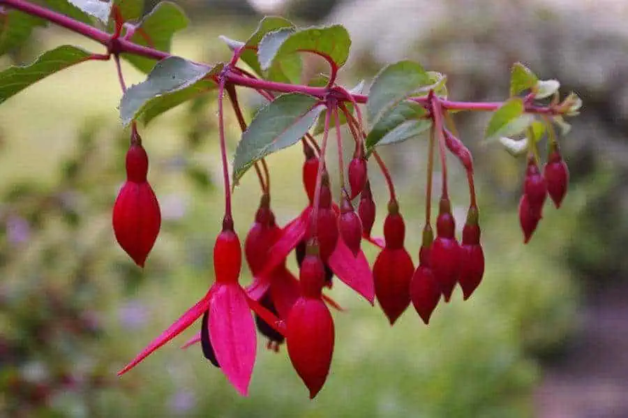 shade flowering plants