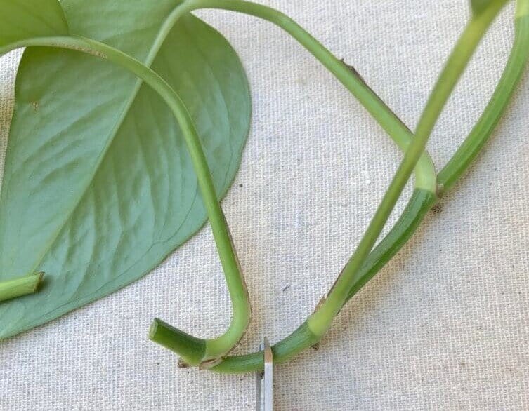 how to propagate pothos - making the cuttings