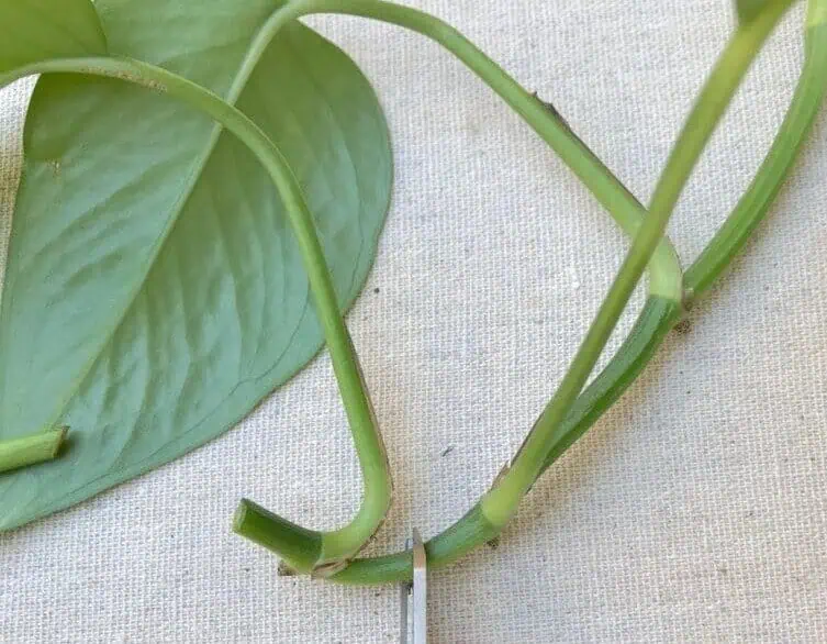 How to make pothos cutting for propagation how to propagate pothos - making the cuttings