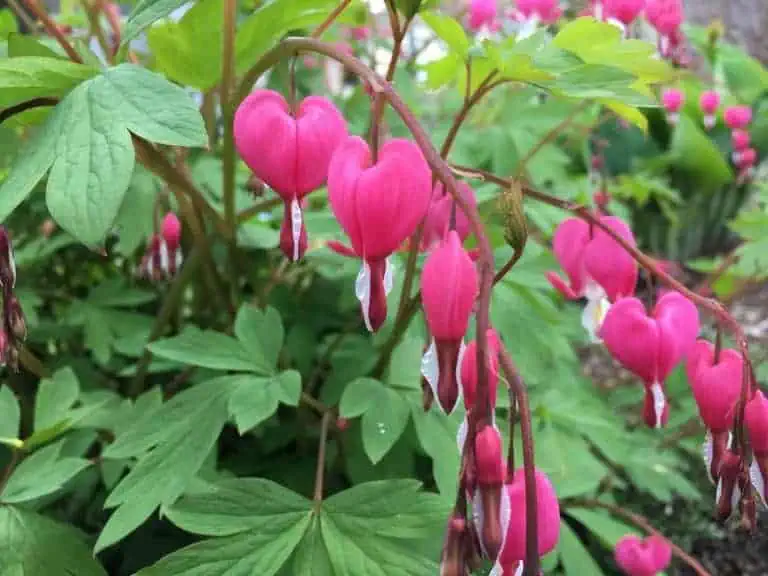 shade flowering plants