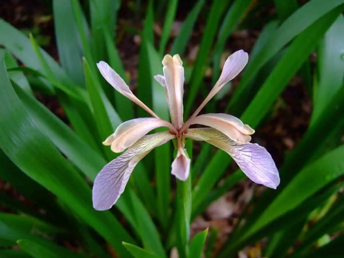 shade flowering plant