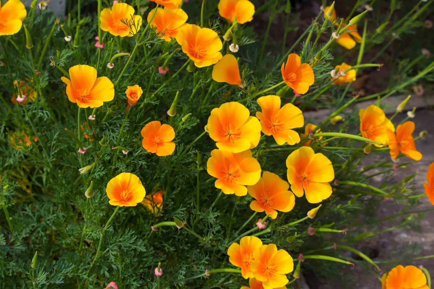 11 Tips for Planting Poppies from Seed in Pots