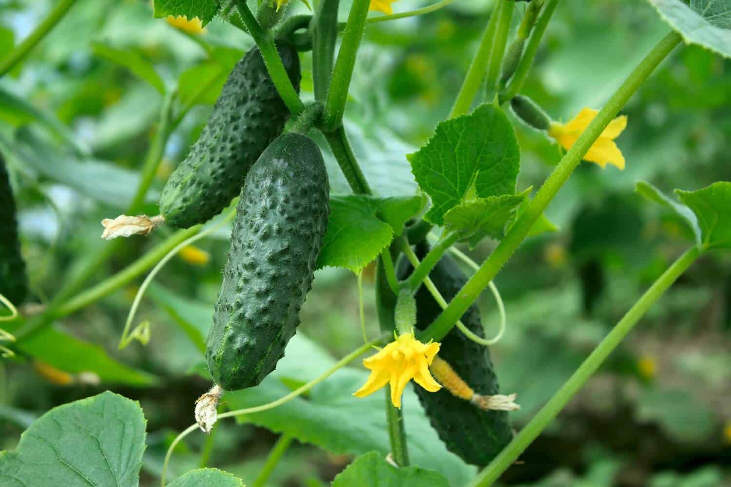 13+ Best Companion Plants for Cucumbers