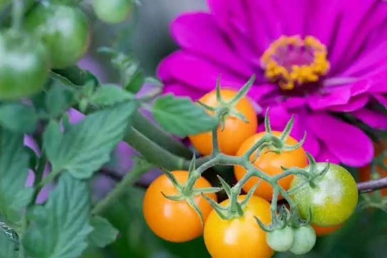 13 Best Companion Plants for Tomatoes
