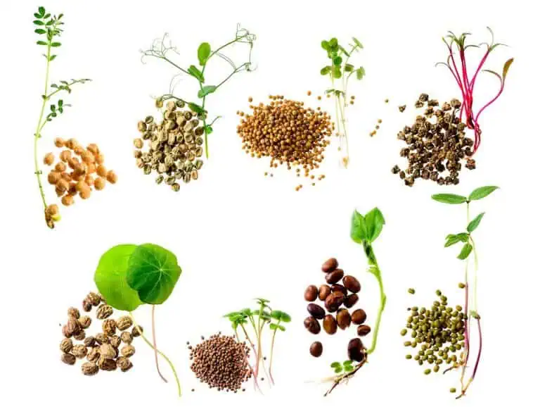 19 Microgreens to Grow Indoors Any Time of the Year