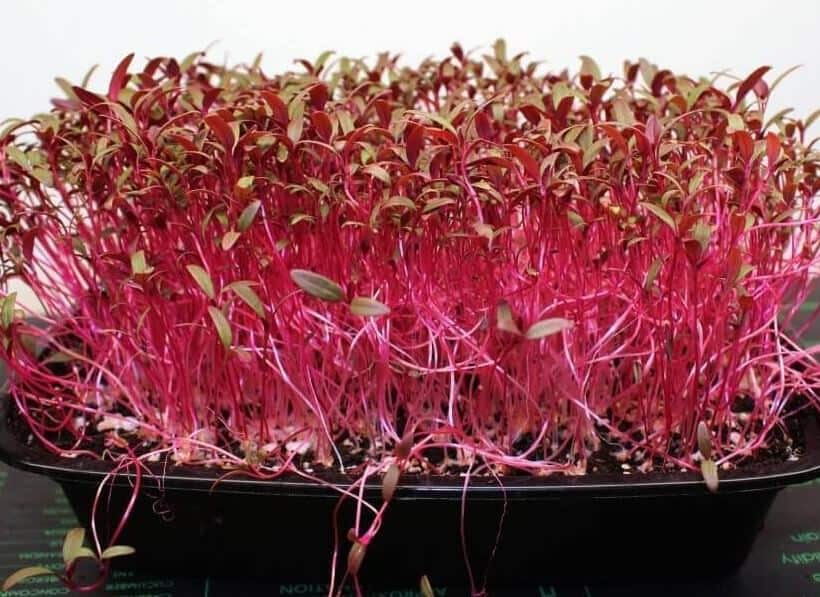 19 Microgreens to Grow Indoors Any Time of the Year