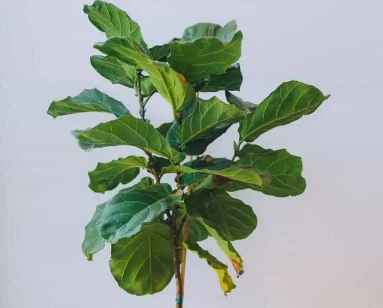 How to Control Brown Spots on Fiddle Leaf Fig