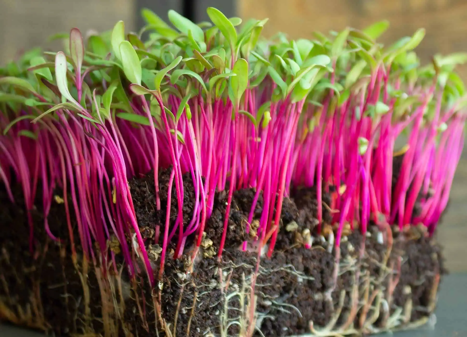 Microgreens to grow