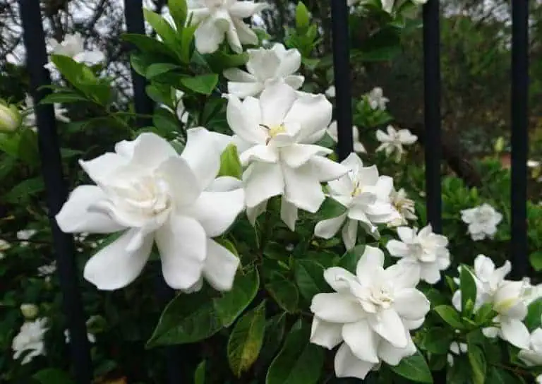 How to Grow Gardenias and Gardenia Bush Care