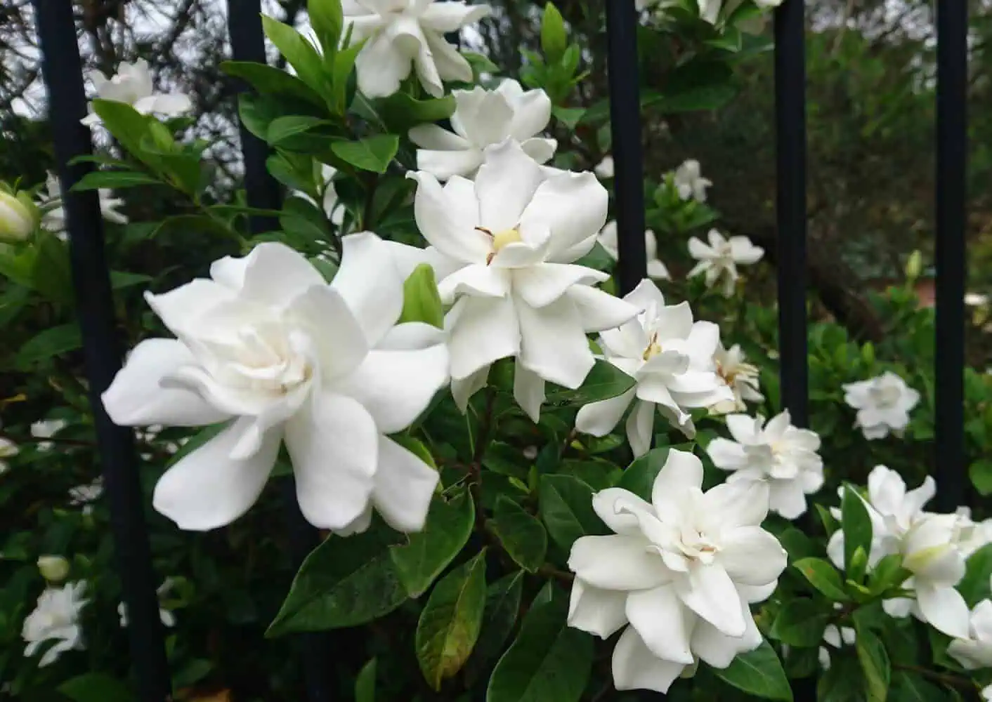 How to Grow Gardenias and Gardenia Bush Care