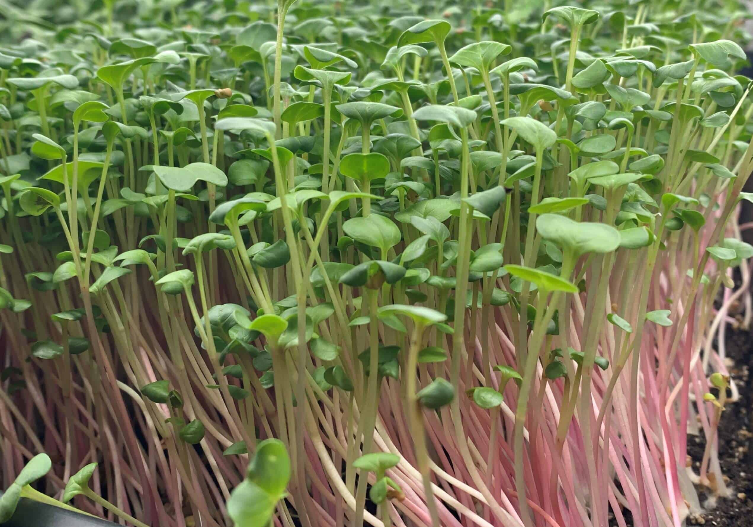 microgreens to grow indoors