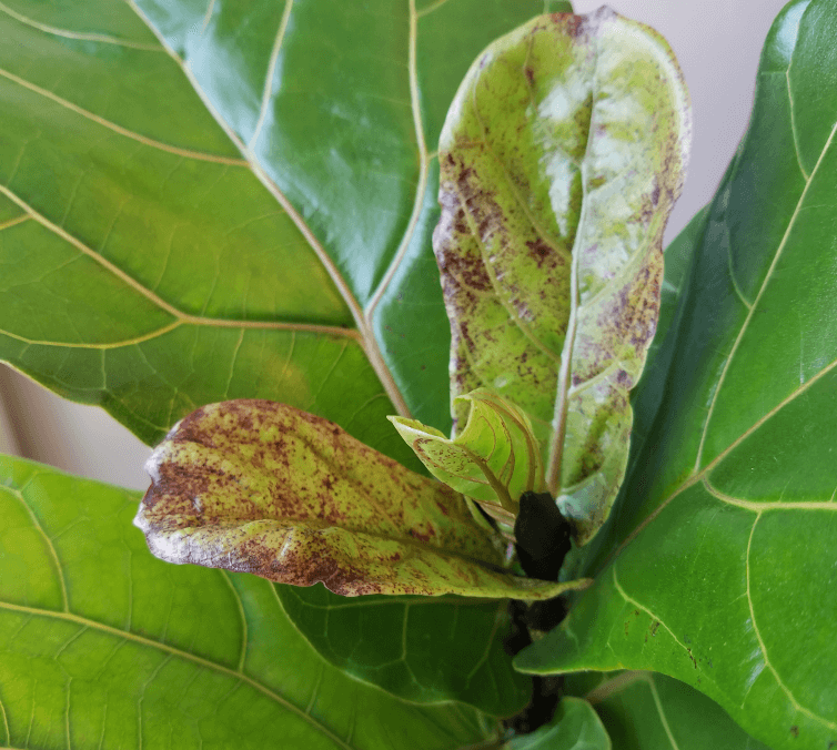 brown spots on fiddle leaf fig - edema