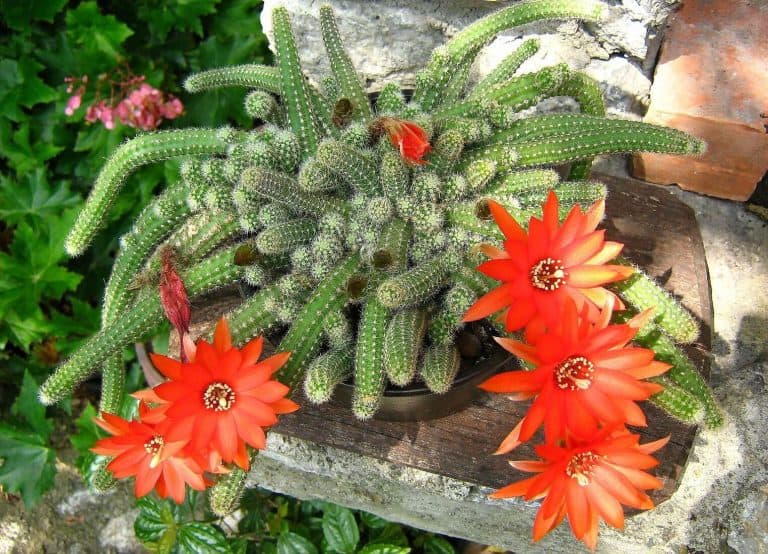 Flowering Succulents - Peanut cactus - Echinopsis chamaecereus - featured image