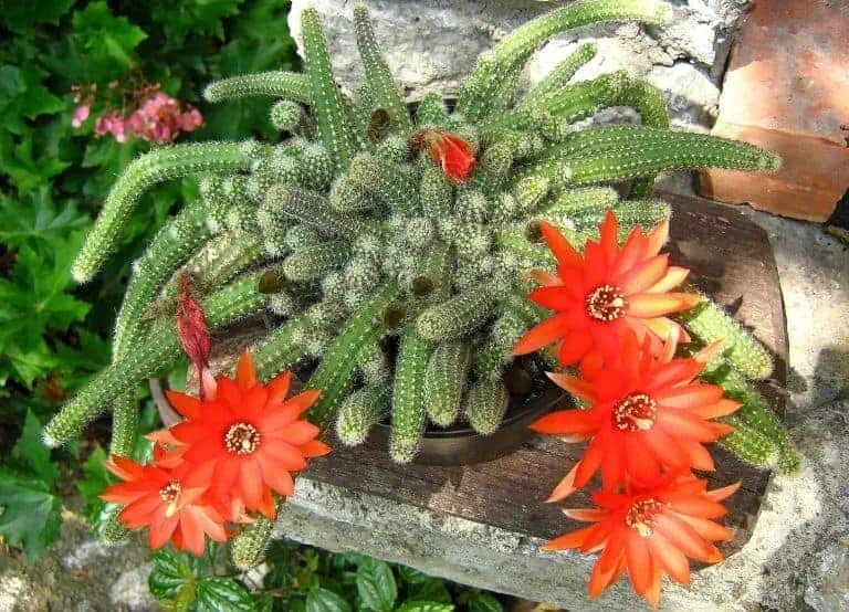 Flowering Succulents - Peanut cactus - Echinopsis chamaecereus - featured image