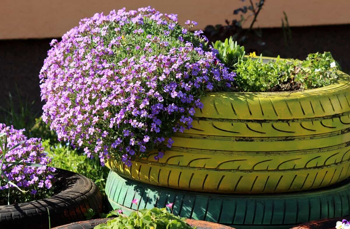 Best ground cover plants - Creeping phlox on stylish old tyre