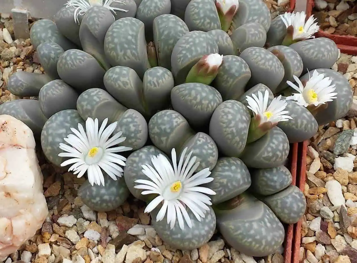Flowering Succulents - Living Stone Plant