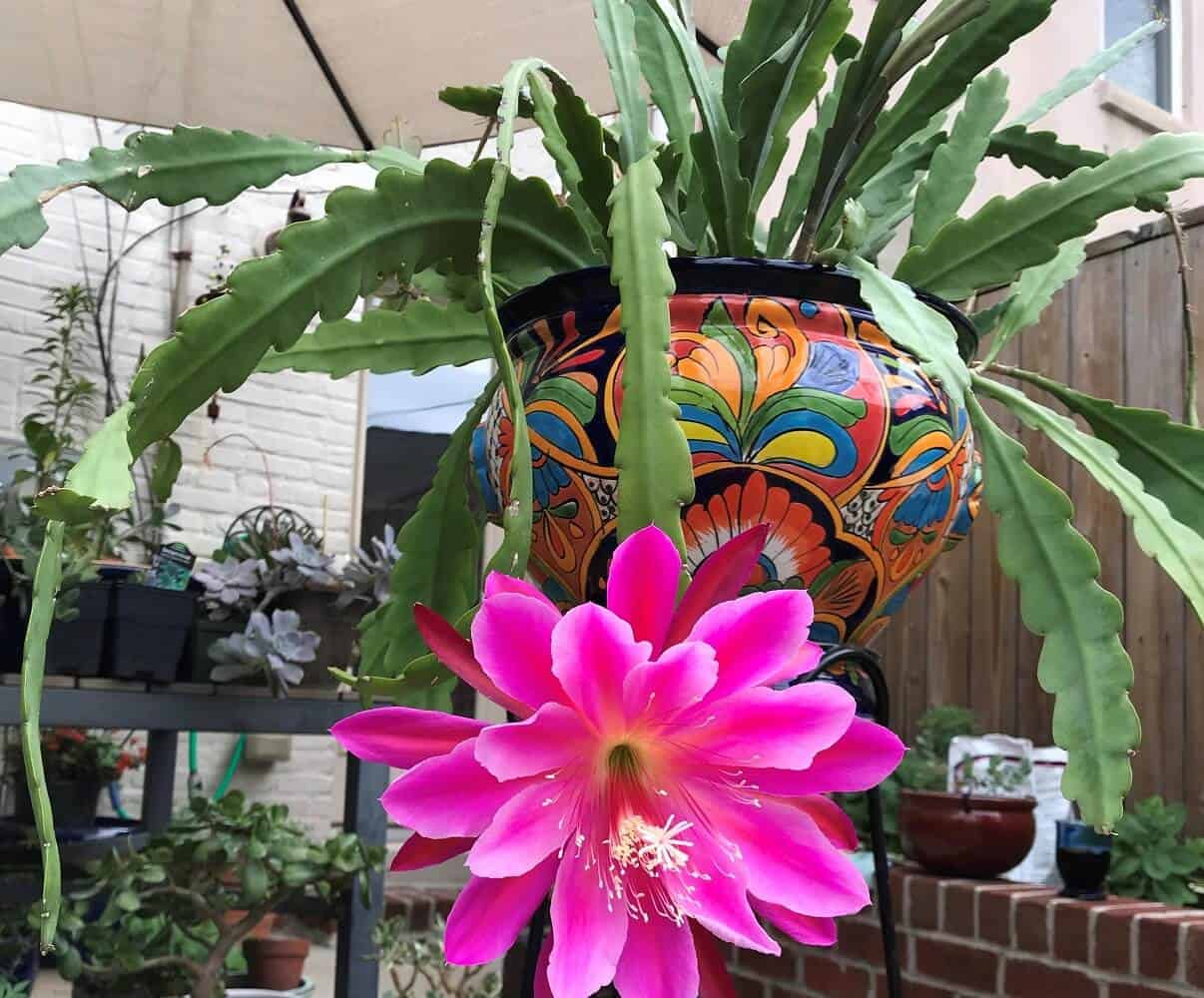 Flowering Succulents - Orchid cactus