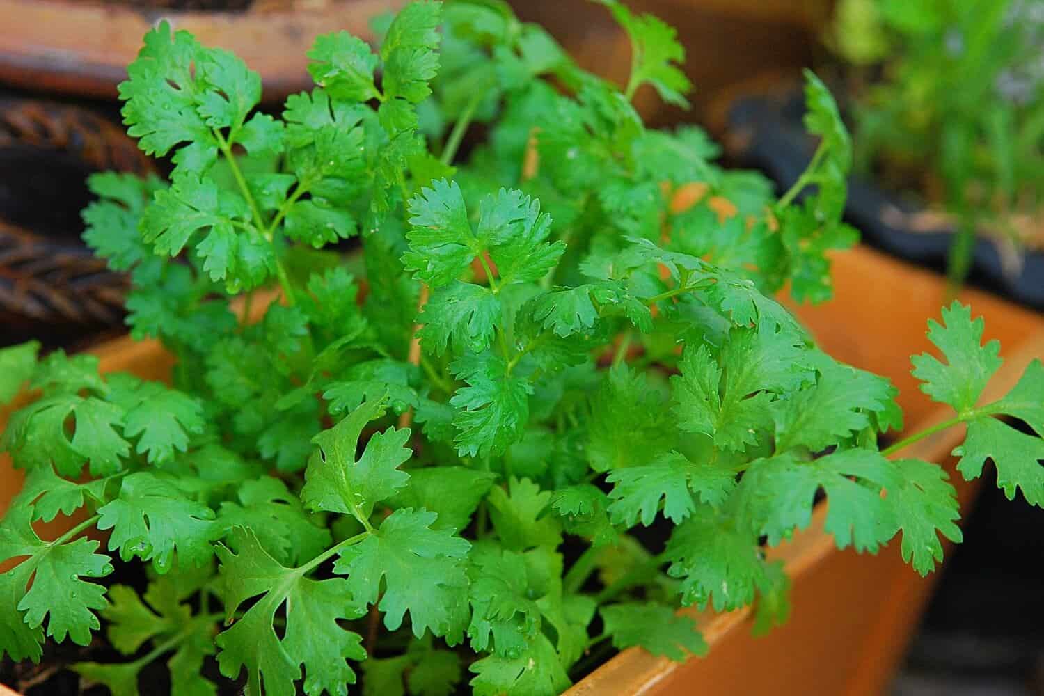 How to Grow Cilantro in Pots Step by Step - cilantro plants