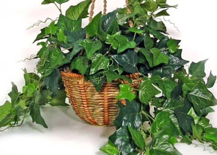 Indoor Vine Plants - English-Ivy