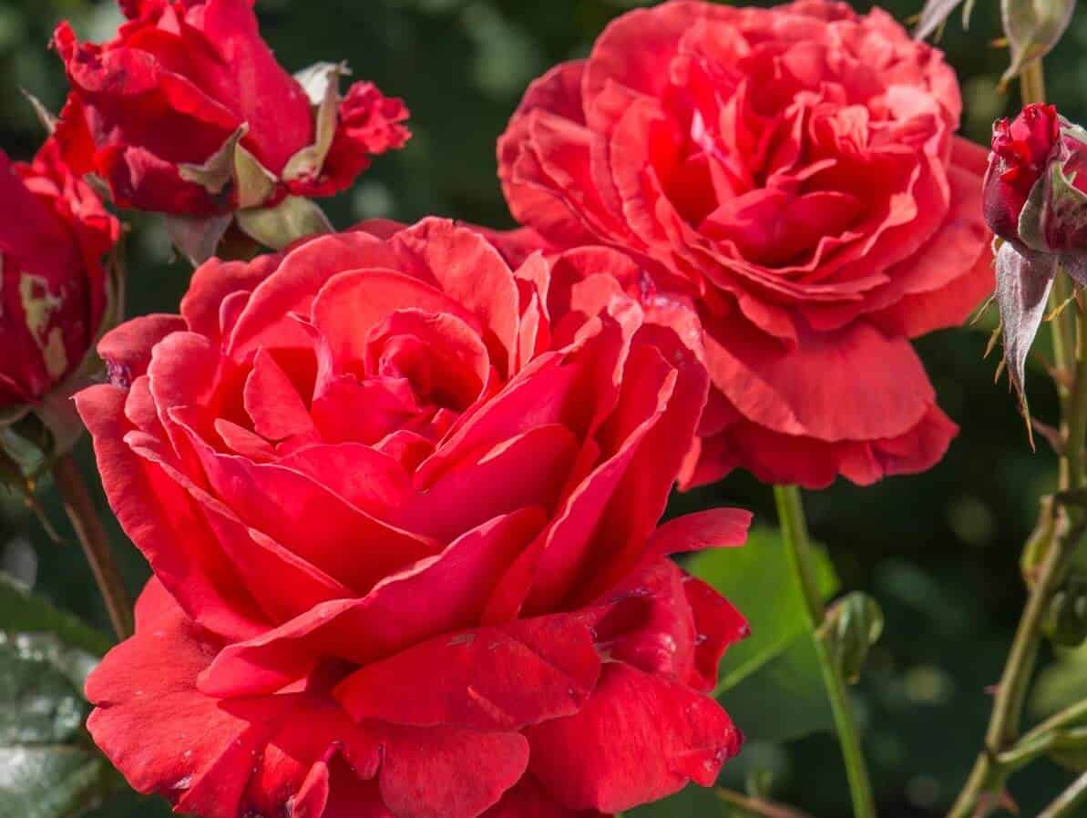Most fragrant flowers - Fragrant Cloud Rose Most fragrant flowers - Fragrant Cloud Rose