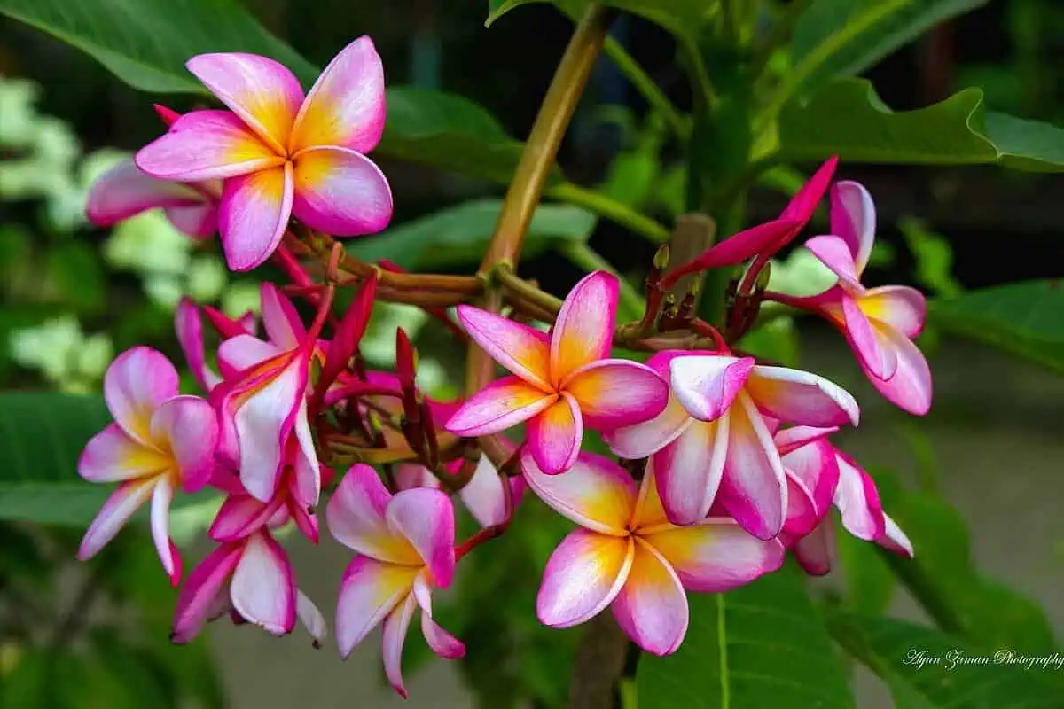 Most fragrant flowers - Plumeria