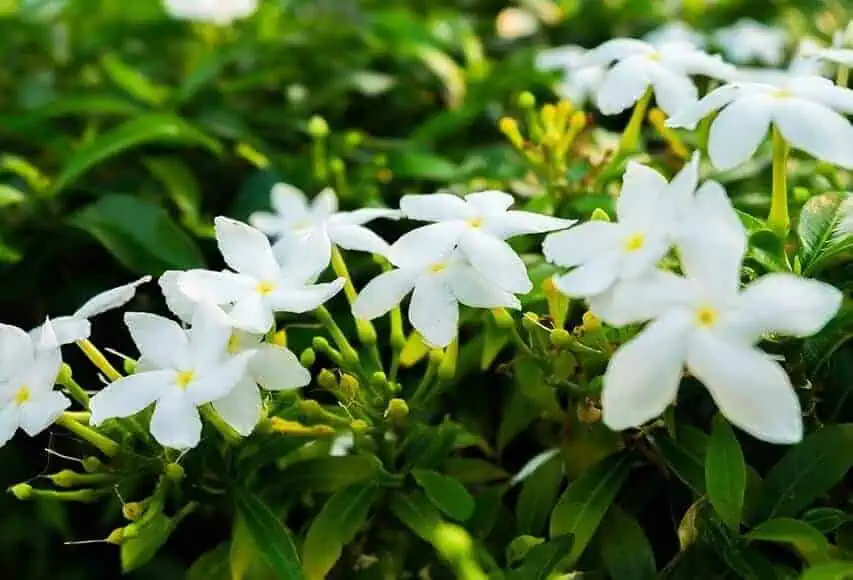 Most fragrant plant - Jasmine