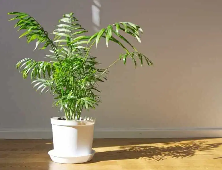 Parlor Palm Care – How to Grow & Maintain Chamaedorea elegans