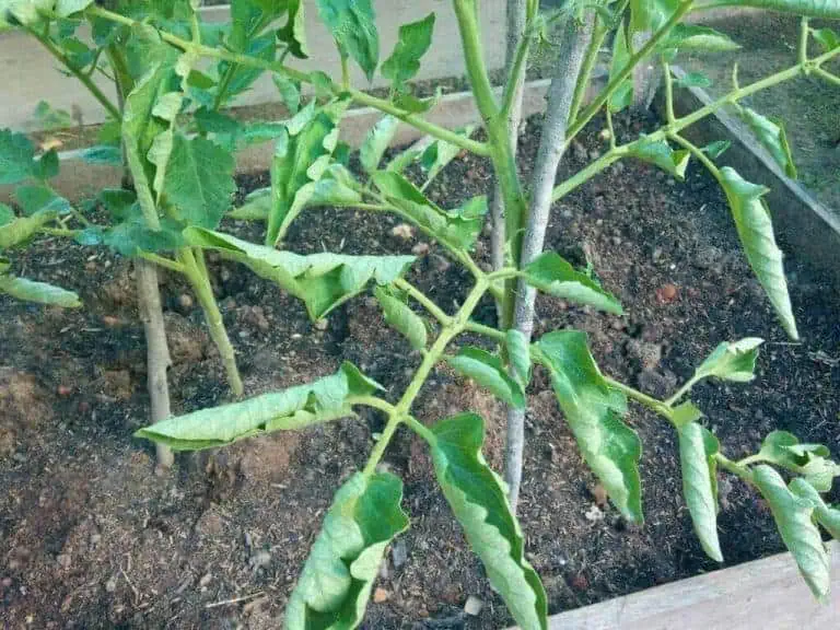 Tomato Leaves Curling - These Are the Reasons Why