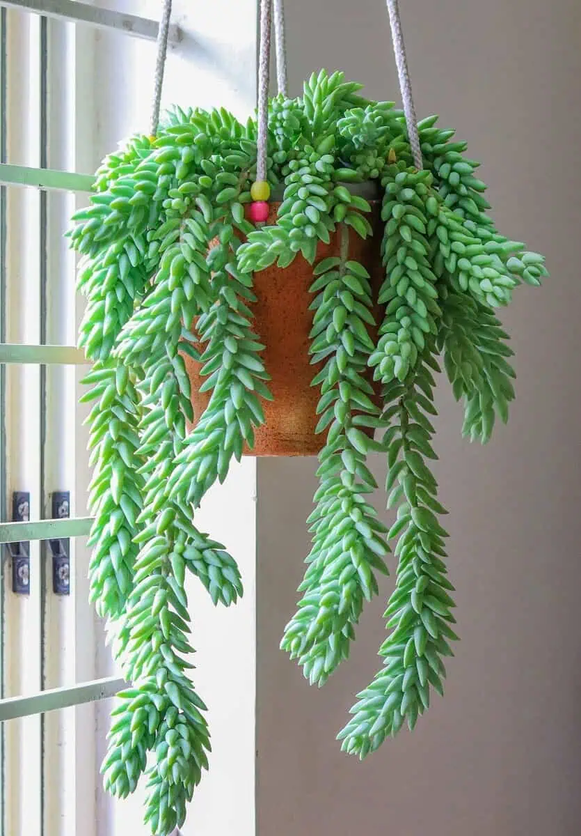 Trailing succulents - Burros Tail - Sedum morganianum