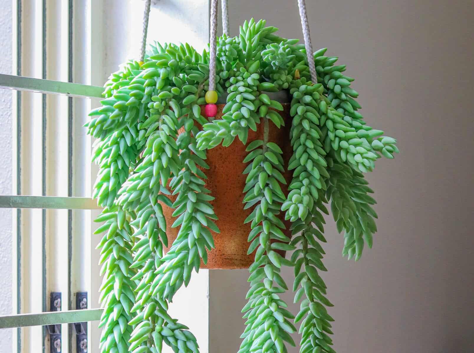 Trailing succulents for hanging baskets featured - burro's tail