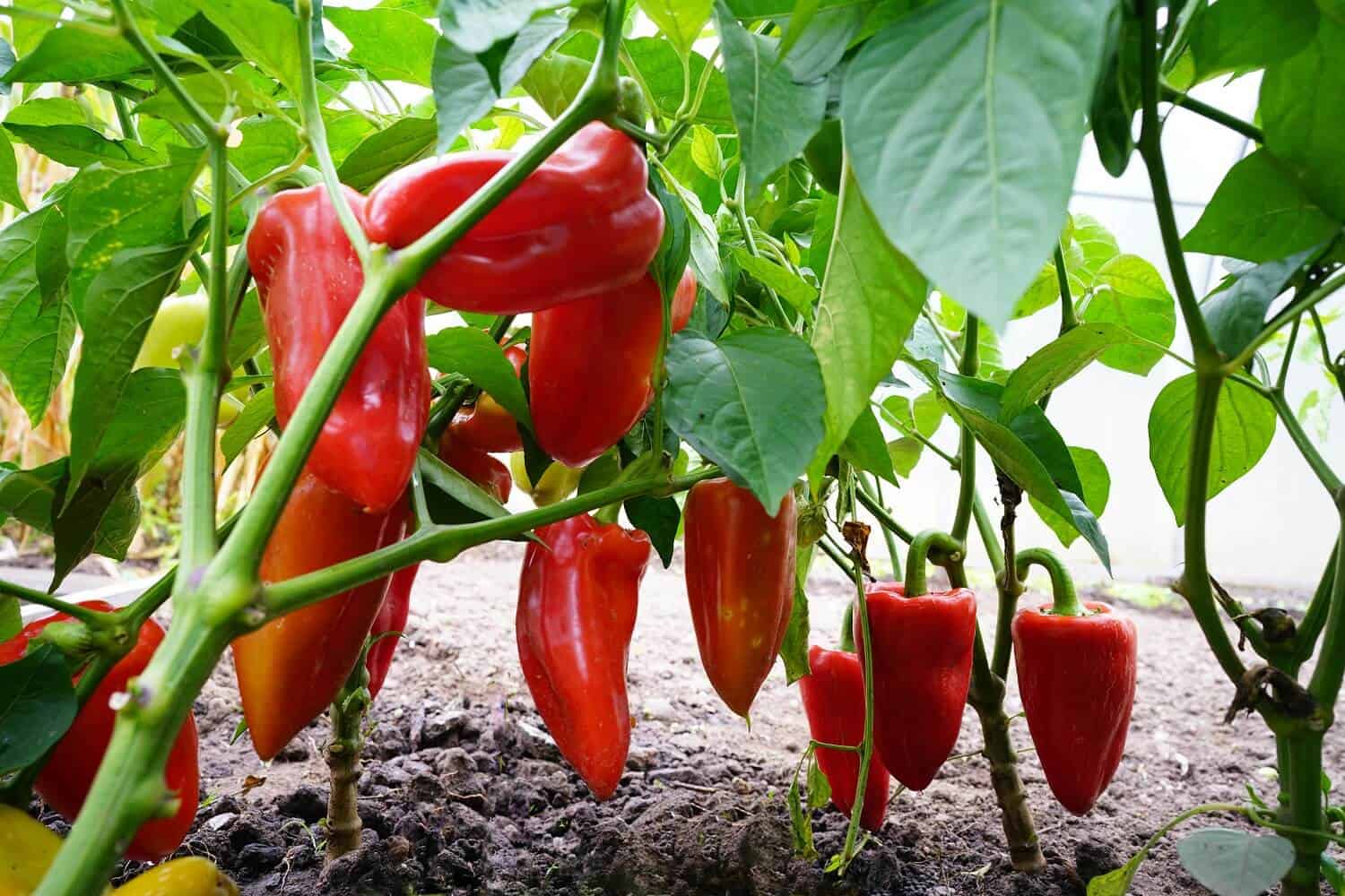 15 Types of Pepper Plants to Grow in Your Garden
