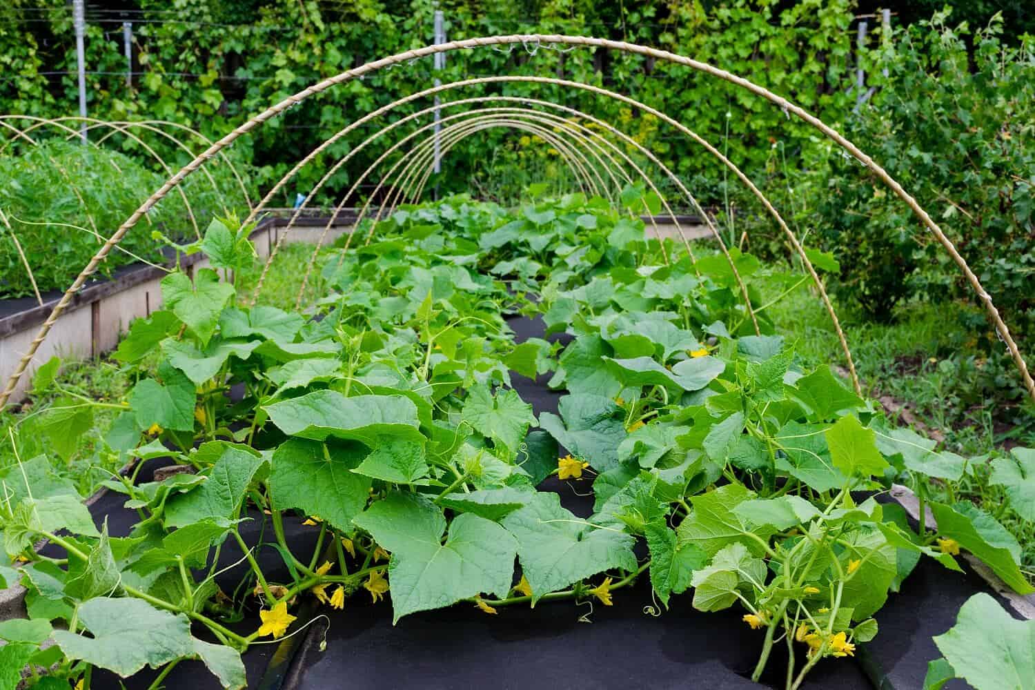 Best Landscape Fabric for Vegetable Gardens and Raised Beds