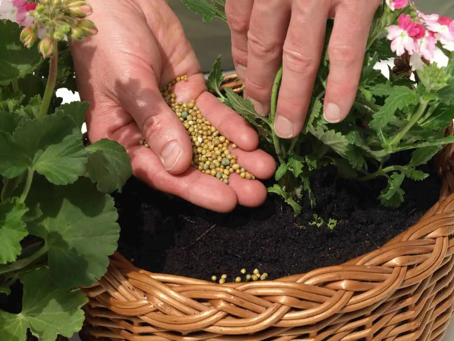 Best Slow Release Fertilizer for Flowers and Shrubs