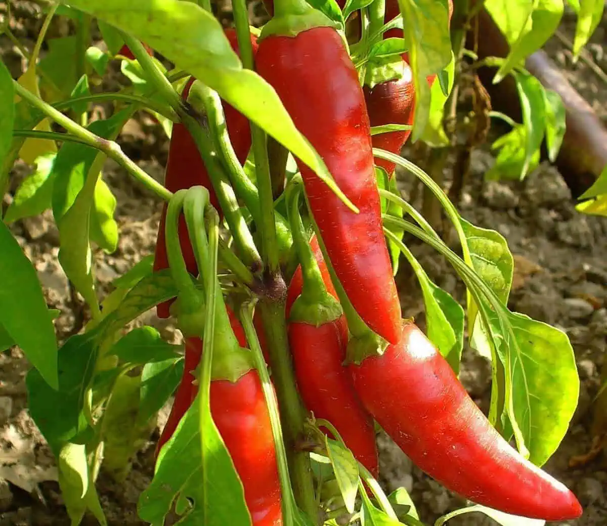 types of pepper plants
