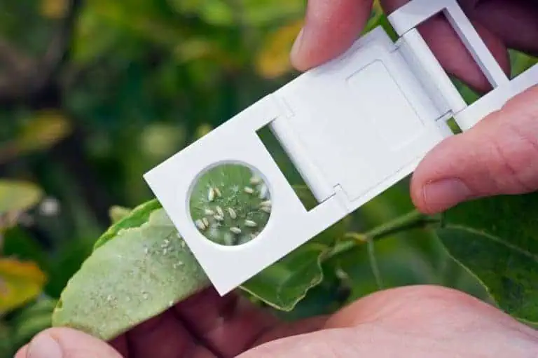 White Flies scouting with magnifying glasses