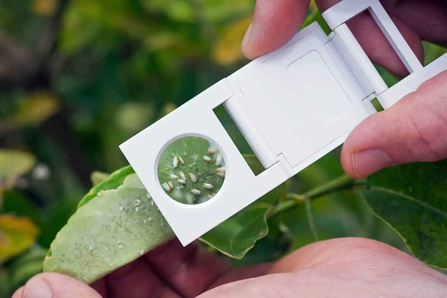 White Flies scouting with magnifying glasses